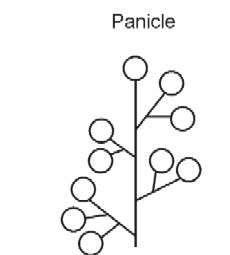 Panicle